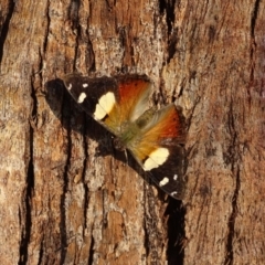 Vanessa itea (Yellow Admiral) at Isaacs Ridge and Nearby - 28 May 2020 by Mike
