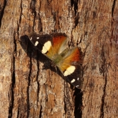 Vanessa itea (Yellow Admiral) at Isaacs, ACT - 28 May 2020 by Mike