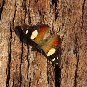 Vanessa itea at Isaacs, ACT - 28 May 2020 02:36 PM