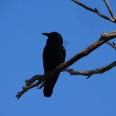 Corvus coronoides (Australian Raven) at Isaacs, ACT - 28 May 2020 by Mike