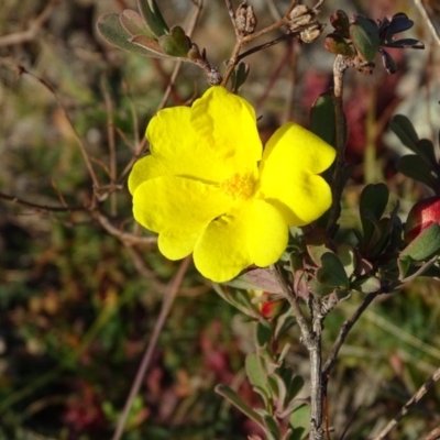 Hibbertia obtusifolia (Grey Guinea-flower) at Isaacs, ACT - 28 May 2020 by Mike