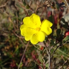 Hibbertia obtusifolia (Grey Guinea-flower) at Isaacs Ridge and Nearby - 28 May 2020 by Mike