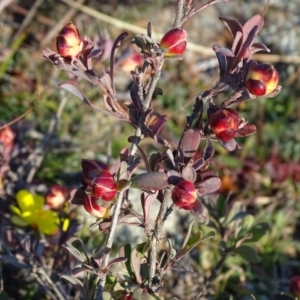 Hibbertia obtusifolia at Isaacs, ACT - 28 May 2020