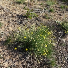 Calotis lappulacea (Yellow Burr Daisy) at Red Hill, ACT - 29 May 2020 by Mike