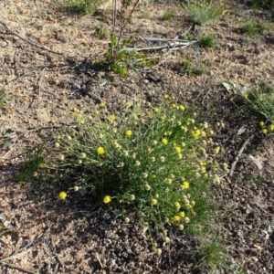 Calotis lappulacea at Red Hill, ACT - 29 May 2020