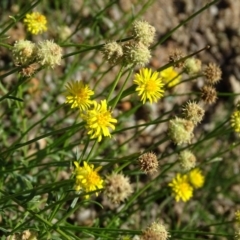 Calotis lappulacea at Red Hill, ACT - 29 May 2020