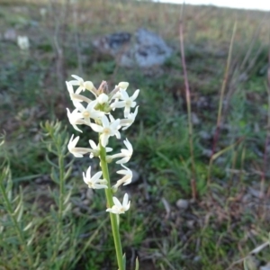 Stackhousia monogyna at Symonston, ACT - 29 May 2020