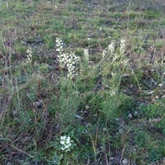 Stackhousia monogyna at Symonston, ACT - 29 May 2020