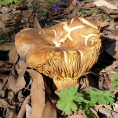 Phylloporus sp. (Phylloporus sp.) at Dunlop, ACT - 11 May 2020 by drakes