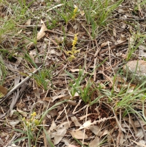 Lomandra filiformis at Dunlop, ACT - 27 May 2020 11:38 AM