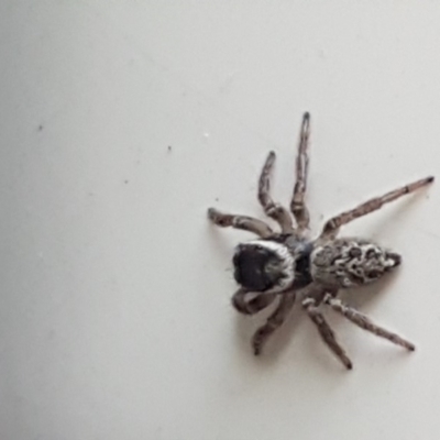 Maratus griseus (Jumping spider) at Lyneham, ACT - 29 May 2020 by trevorpreston