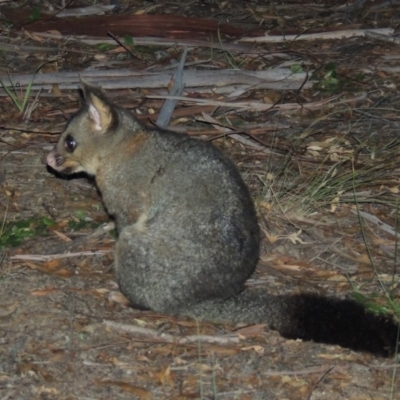 Trichosurus vulpecula (Common Brushtail Possum) at Pollinator-friendly garden Conder - 27 May 2020 by michaelb