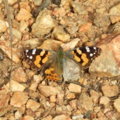 Vanessa kershawi (Australian Painted Lady) at Block 402 - 25 May 2020 by MatthewFrawley