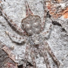 Tamopsis sp. (genus) (Two-tailed spider) at ANBG - 29 May 2020 by TimL