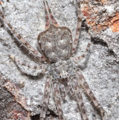 Tamopsis sp. (genus) (Two-tailed spider) at ANBG - 29 May 2020 by TimL