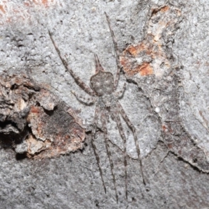 Tamopsis sp. (genus) at Hackett, ACT - 29 May 2020