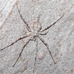 Tamopsis sp. (genus) at Hackett, ACT - 29 May 2020