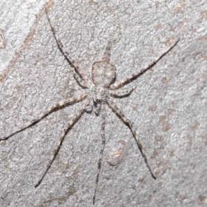 Tamopsis sp. (genus) at Hackett, ACT - 29 May 2020