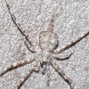 Tamopsis sp. (genus) at Hackett, ACT - 29 May 2020