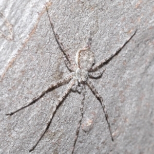 Tamopsis sp. (genus) at Hackett, ACT - 29 May 2020