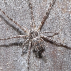 Tamopsis sp. (genus) (Two-tailed spider) at Hackett, ACT - 29 May 2020 by TimL