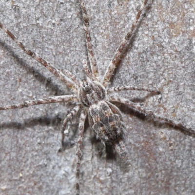 Tamopsis fickerti (Two-tailed spider) at Hackett, ACT - 29 May 2020 by TimL