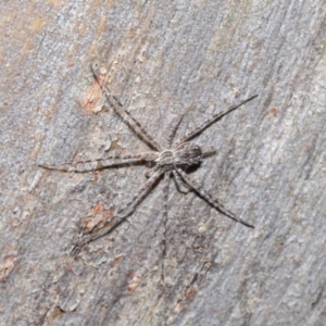 Tamopsis sp. (genus) at Hackett, ACT - 29 May 2020