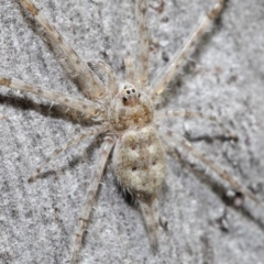 Tamopsis sp. (genus) (Two-tailed spider) at ANBG - 29 May 2020 by TimL