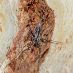 Tamopsis sp. (genus) (Two-tailed spider) at ANBG - 29 May 2020 by TimL