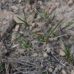 Lomandra bracteata (Small Matrush) at Wamboin, NSW - 20 Apr 2020 by natureguy