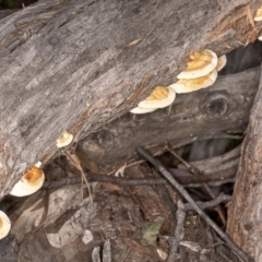 Truncospora ochroleuca at Mulligans Flat - 26 May 2020 by CedricBear