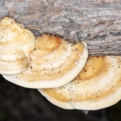 Truncospora ochroleuca at Amaroo, ACT - 26 May 2020