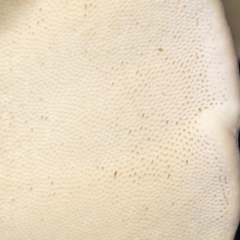 Truncospora ochroleuca at Amaroo, ACT - 26 May 2020 04:21 PM