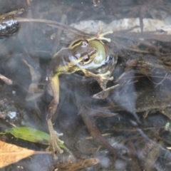 Litoria verreauxii verreauxii at Currowan, NSW - 11 Feb 2020 by UserCqoIFqhZ