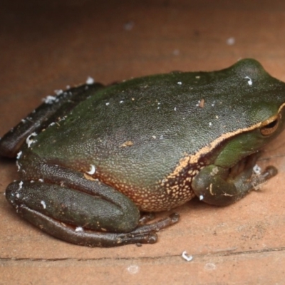 Litoria nudidigita (Narrow-fringed Tree-frog) at Currowan, NSW - 1 Feb 2020 by UserCqoIFqhZ
