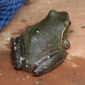 Litoria nudidigita at Currowan, NSW - 2 Feb 2020 07:03 AM