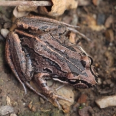 Limnodynastes peronii (Brown-striped Frog) at Currowan, NSW - 19 Jan 2020 by UserCqoIFqhZ