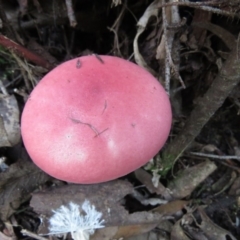 Boletellus obscurecoccineus (Rhubarb Bolete) at Tidbinbilla Nature Reserve - 29 May 2020 by SandraH