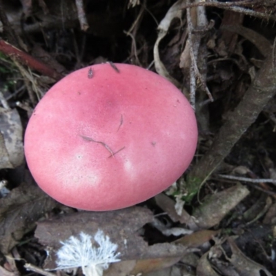 Boletellus obscurecoccineus (Rhubarb Bolete) at Paddys River, ACT - 29 May 2020 by SandraH