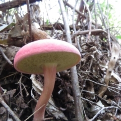 Boletellus obscurecoccineus at Paddys River, ACT - 29 May 2020 12:00 PM