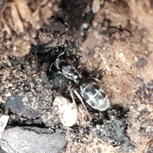 Iridomyrmex sp. (genus) at Holt, ACT - 30 May 2020