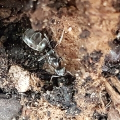 Iridomyrmex sp. (genus) at Holt, ACT - 30 May 2020