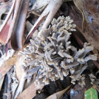 Clavulina sp. (A coral fungus) at Coree, ACT - 29 May 2020 by SandraH