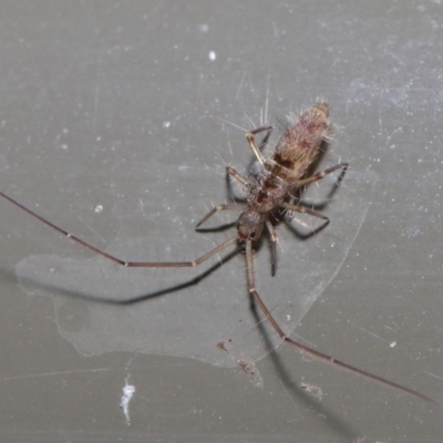 Paronellidae (family) (Paronellid springtail) at ANBG - 29 May 2020 by TimL