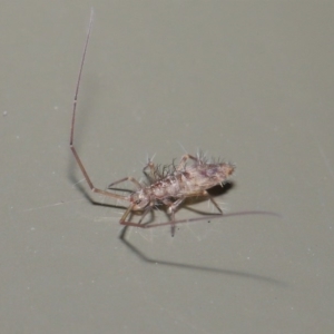 Paronellidae (family) at Acton, ACT - 29 May 2020