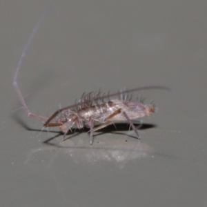 Paronellidae (family) at Acton, ACT - 29 May 2020