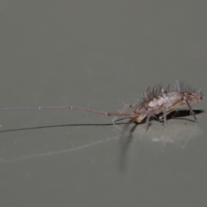 Paronellidae (family) at Acton, ACT - 29 May 2020