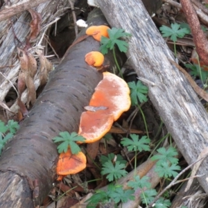 Trametes coccinea at Coree, ACT - 30 May 2020