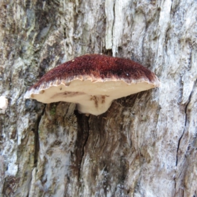 Postia pelliculosa (A wood-rotting bracket fungus) at Paddys River, ACT - 29 May 2020 by SandraH