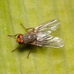 Pygophora sp. (genus) (A muscid fly) at ANBG - 29 May 2020 by rawshorty